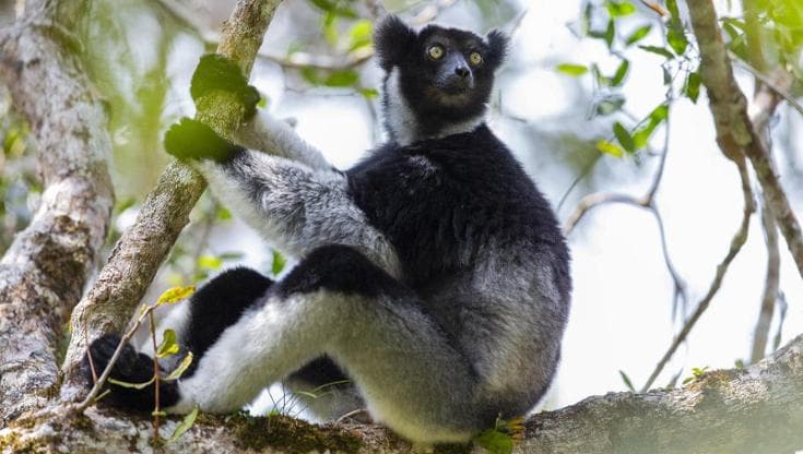 I lemuri sanno cantare come soprano
