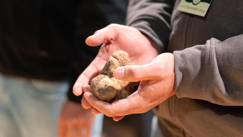Il tartufo bianco non è solo di Alba. Cresce anche in Basilicata...ma viene venduto altrove