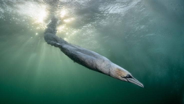 Bird Photographer of the Year 2026: il tuffo della sula e gli altri scatti vincitori