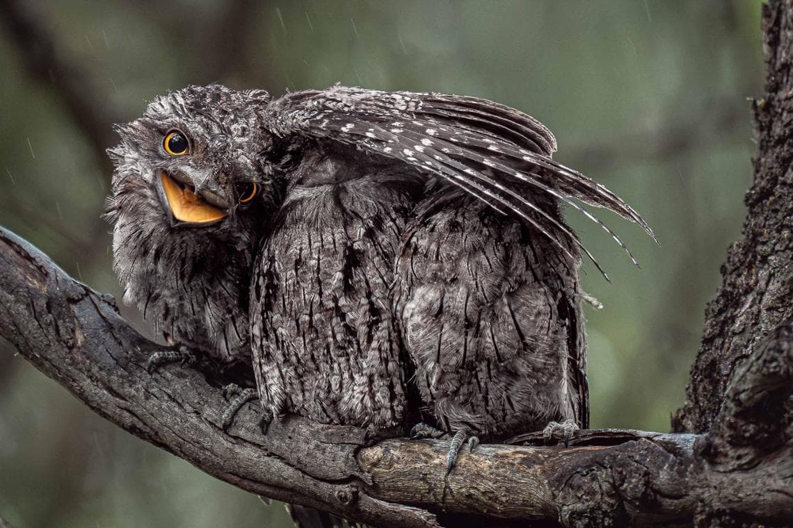 BIRD BEHAVIOUR - GOLD AWARD I’m Keeping Everyone Dry, Donald Chin (Australia)