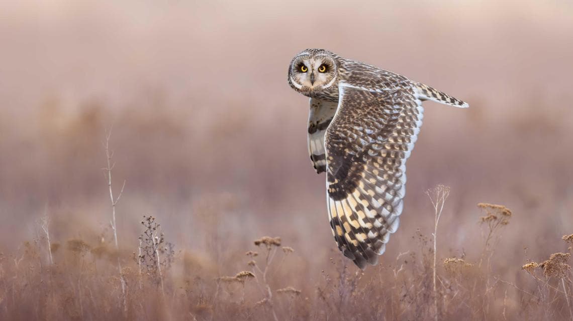 BIRDS IN FLIGHT - GOLD AWARD Eye-to-Eye with a Short-Eared Owl, Ivan Sjögren (Svezia)