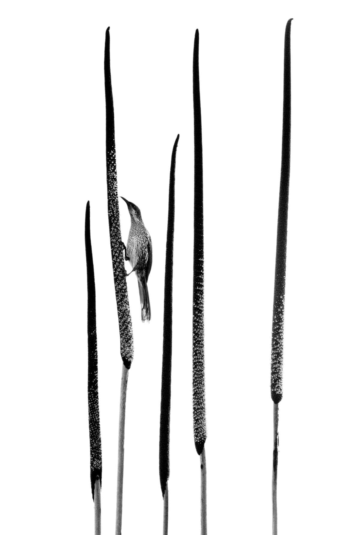 SILVER AWARD - Grass Tree, Raoul Slater (Australia)