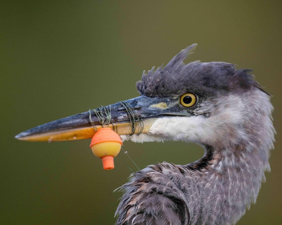 CONSERVATION (SINGLE IMAGE) - GOLD AWARD Not a Good Day Fishing, Kent Stuart (Usa)