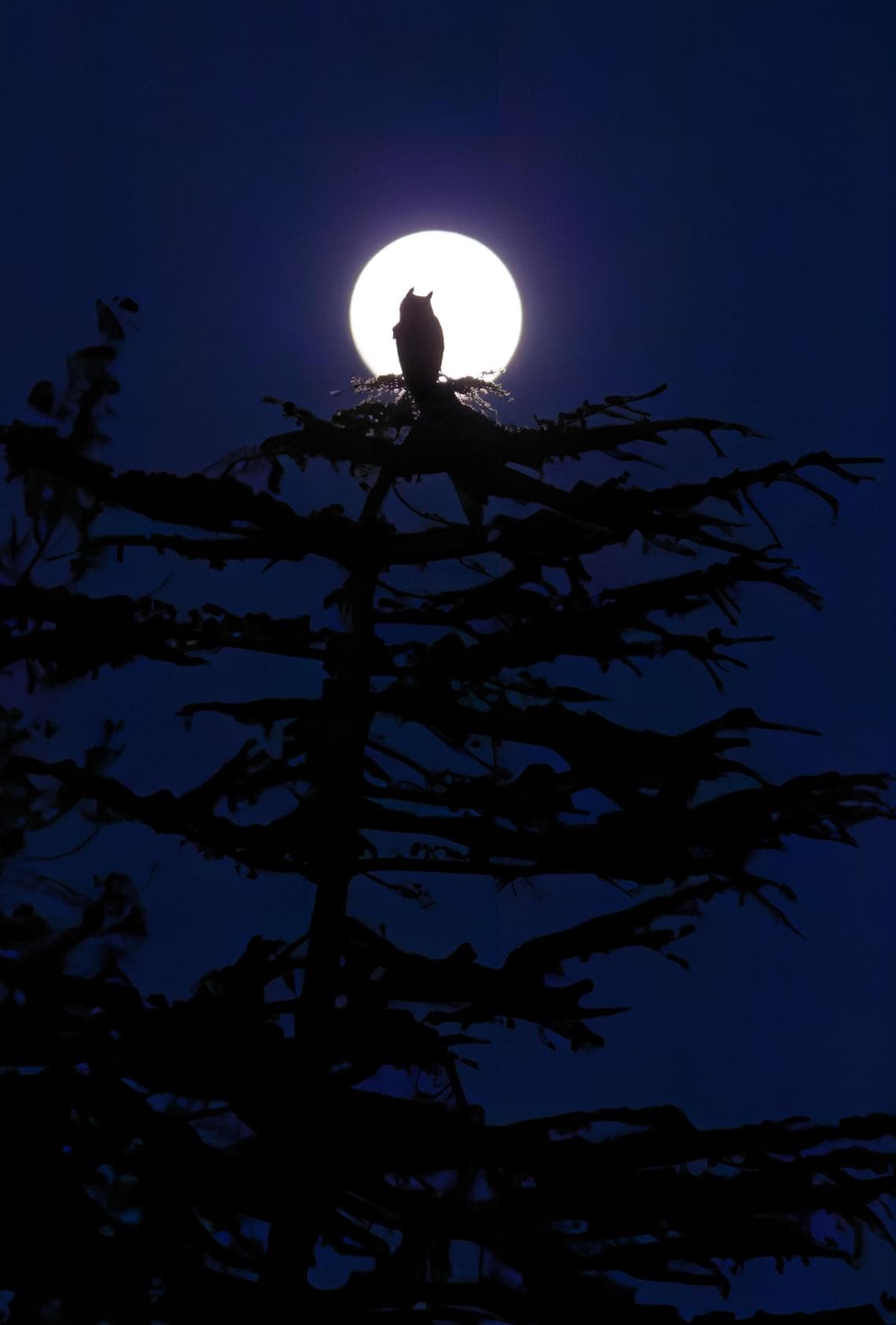 15 - 17 YEARS - GOLD AWARD AND YOUNG BIRD PHOTOGRAPHER OF THE YEAR 2026 Moonlit Night, Parham Pourahmad (Usa)