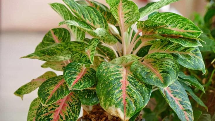 Aglaonema, coltivazione e come prendersi cura della pianta del buio