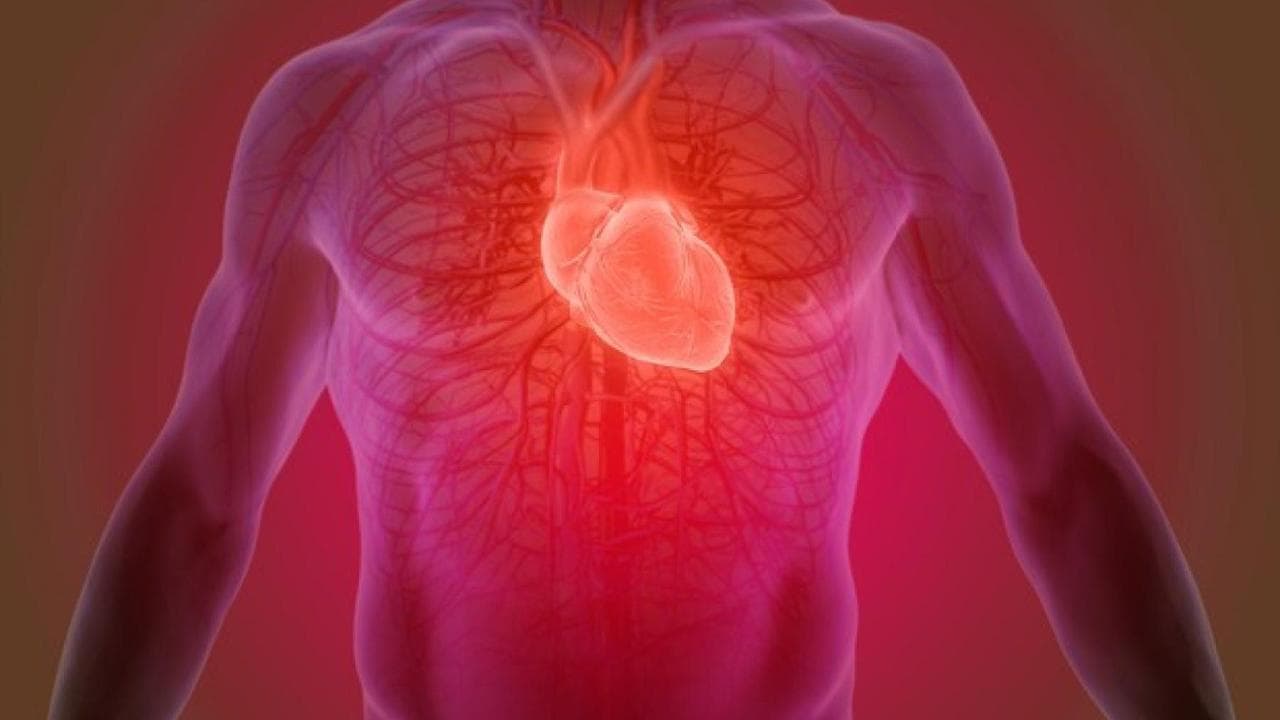 Dopo l’infarto, le cellule del cuore rinasceranno: ecco cosa ci aspetta in futuro
