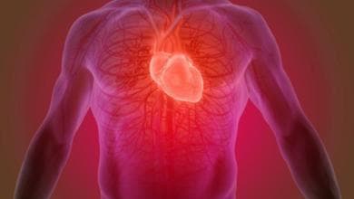 Dopo l’infarto, le cellule del cuore rinasceranno: ecco cosa ci aspetta in futuro
