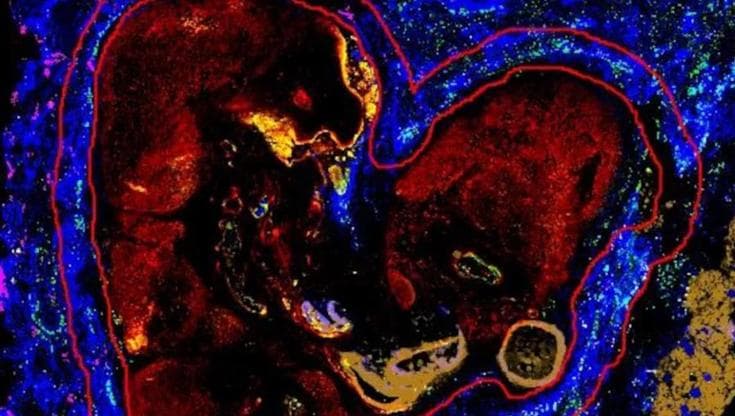 The Art of Life Sciences, chi sono le sei ricercatrici premiate