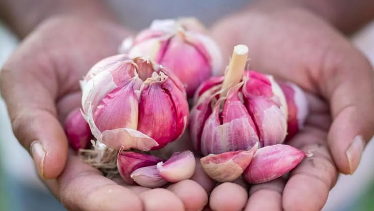 Dall’aglio rosa di Nicastro alla Pruna dei frati ecco i prodotti calabresi più sconosciuti