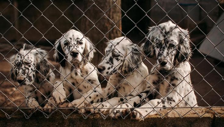 Sette cani Setter morti sull’A22, erano diretti in Lapponia per la caccia: i box coperti dai bagagli