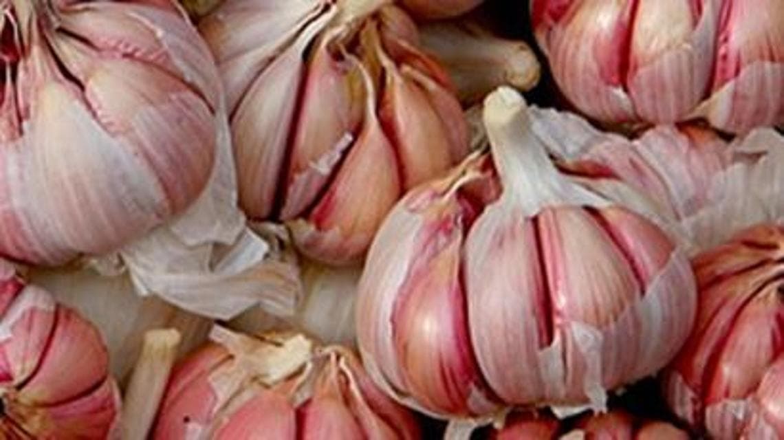 L'aglio rosso di Proceno (foto Slow Food)