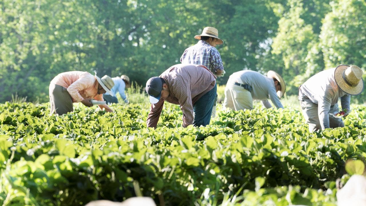 Il lato oscuro dell’agricoltura: i braccianti “sfruttati a tempo indeterminato”