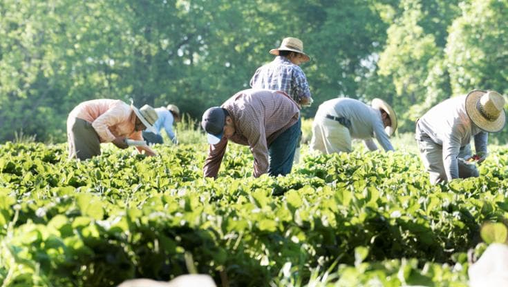 Il lato oscuro dell’agricoltura: i braccianti “sfruttati a tempo indeterminato”