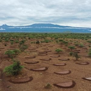 Foreste e paesaggi degradati: sappiamo come farli rinascere