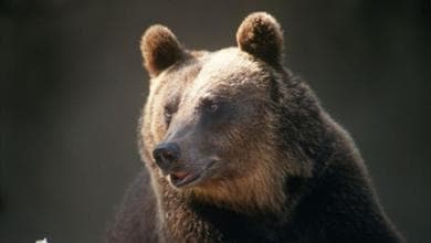 Dall’Appennino centrale alla Hudson Bay, la scienza nativa ci insegna come convivere con l’orso