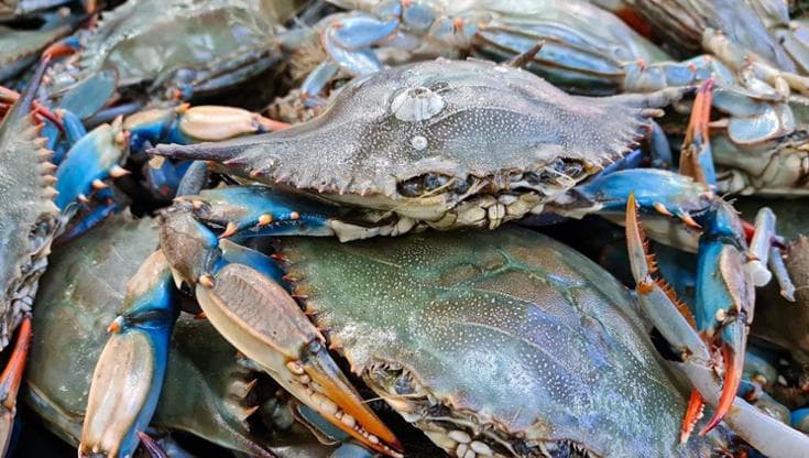 L’innalzamento dei mari favorirà diverse specie invasive