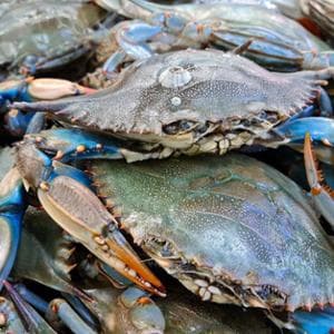 L’innalzamento dei mari favorirà diverse specie invasive