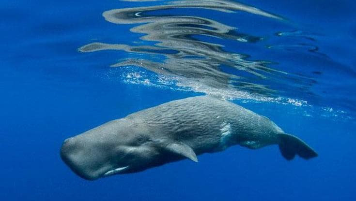 Moby Dick non era una finzione, il capodoglio può usare la testa per combattere