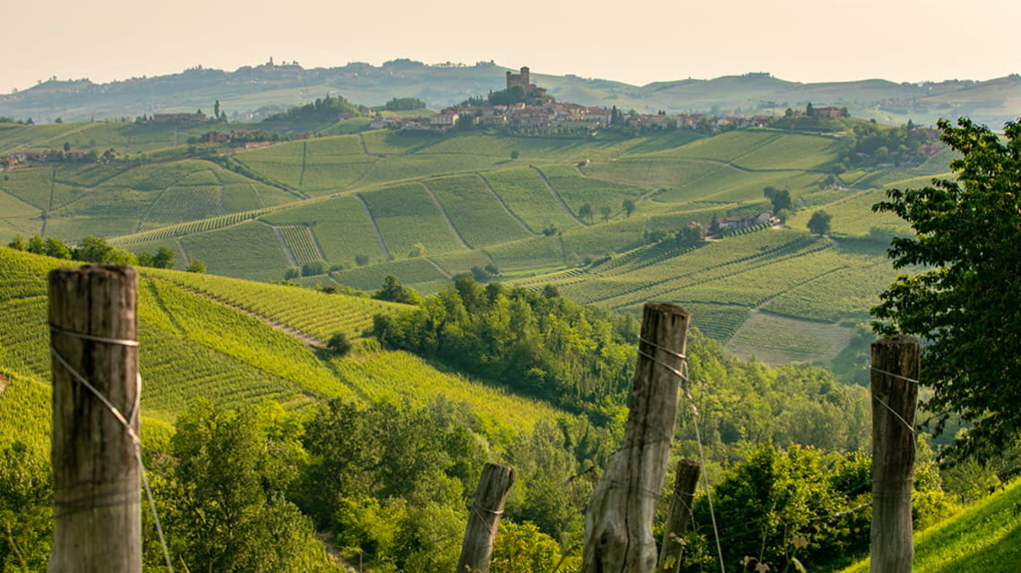 I vigneti in zona Serralunga d'Alba della cantina Domenico Clerico