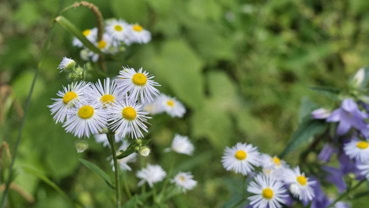 L'Erigeron annuus (Foto Getty Images)