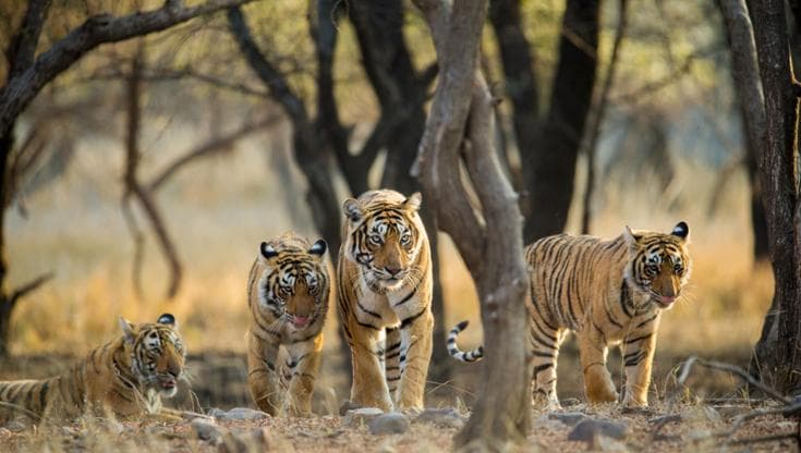 Ranthambhore National Park, Rajasthan, India (foto: Archna Singh/WWF)