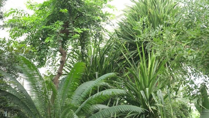La geometria salva le foreste: il segreto è nella disposizione degli alberi