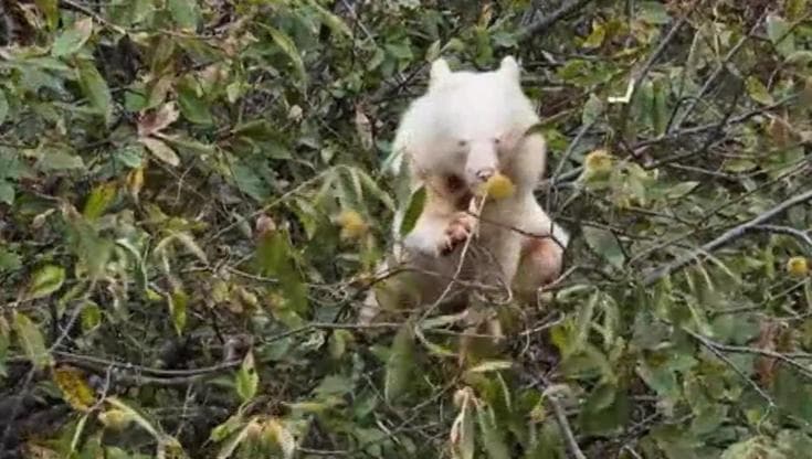 Spunta un orso nero albino: il raro avvistamento in Cina