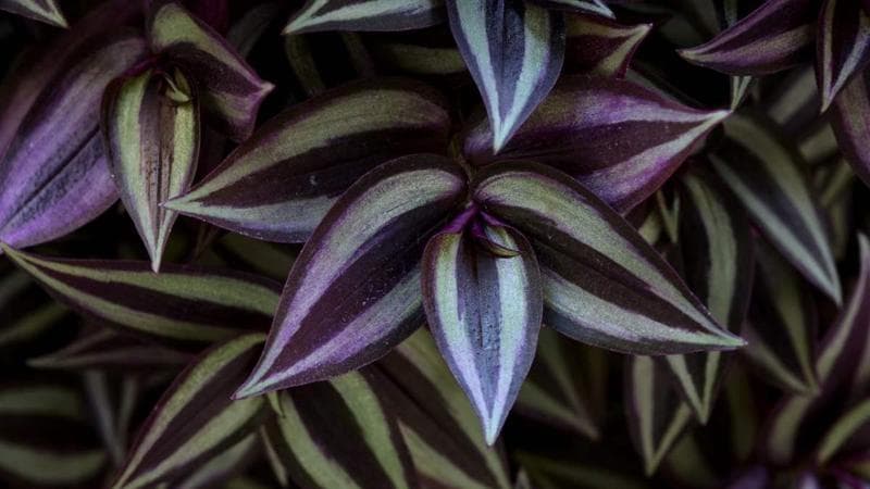 Tradescantia zebrina: coltivazione, cura e annaffiatura