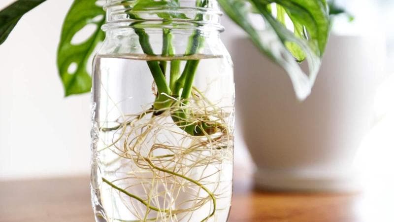 Coltivare lo zenzero in acqua: consigli pratici