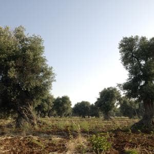 La crisi del clima sta minando il cibo italiano