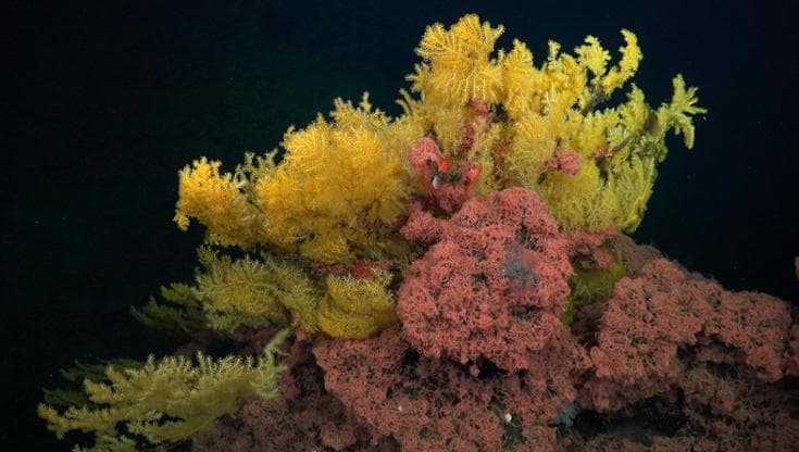 Il corallo Laurinque elenya (Foto ROV SuBastian)