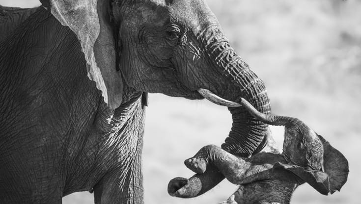 © Federico Veronesi (NHM / Wildlife Photographer of the Year)