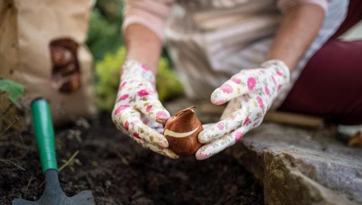 Bulbi da piantare a ottobre: quali scegliere e come interrarli