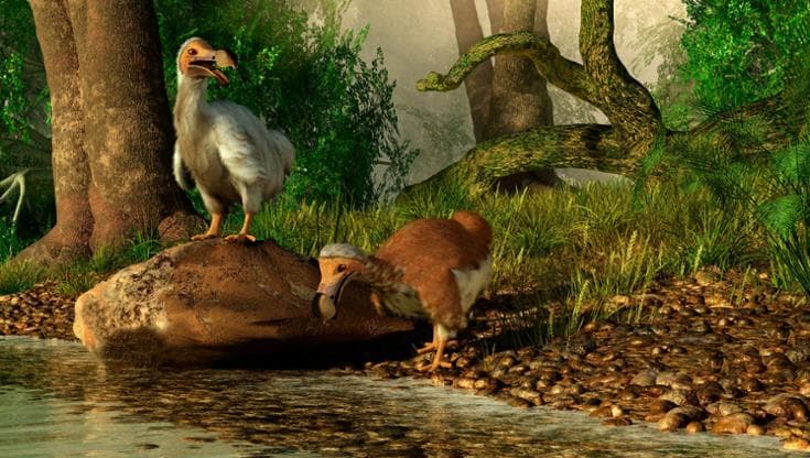 Una illustrazione del dodo, uccello scomparso dall’isola di Mauritius nel XVII secolo (Getty Images/Stocktrek Images)