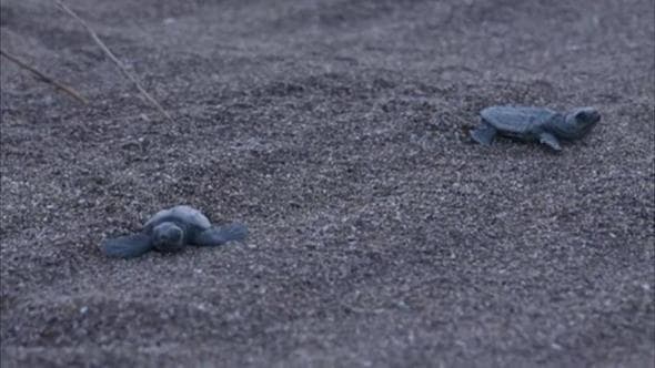 Il Mediterraneo si riscalda, così tra le tartarughe marine nascono sempre più femmine