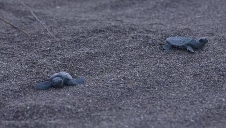 Il Mediterraneo si riscalda, così tra le tartarughe marine nascono sempre più femmine
