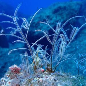 Cop17, Greenpeace: di questo passo ci vorranno 265 anni per proteggere il 30% degli oceani