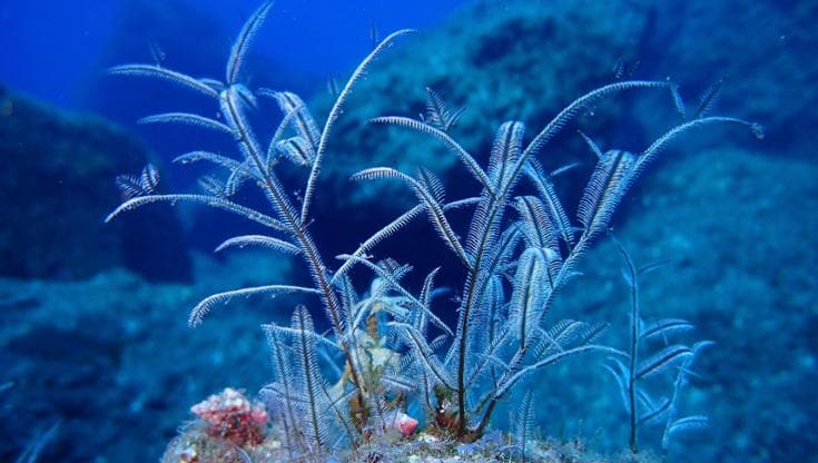 Cop17, Greenpeace: di questo passo ci vorranno 265 anni per proteggere il 30% degli oceani