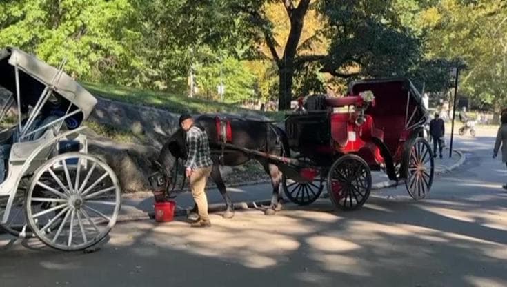 New York: stop alle carrozzelle del Central Park, messe al bando dopo 150 anni
