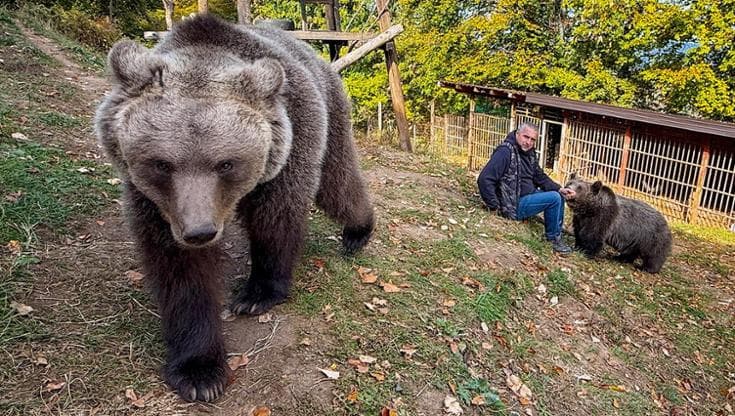 Masa e Ljubica, le orse salvate diventate inseparabili da Petar Tubic: “Siamo cresciuti insieme”