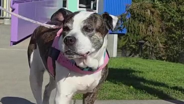 Lexi e i 50 giorni in rifugio: l’addio commosso dei volontari al cane che ha finalmente trovato casa
