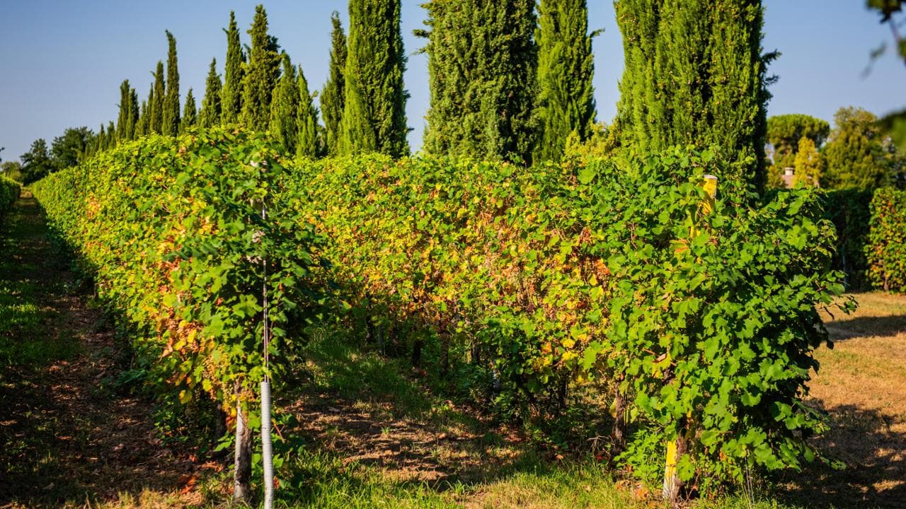 I ragazzi che restaurano i vigneti abbandonati che i vignaioli anziani non riescono più a coltivare