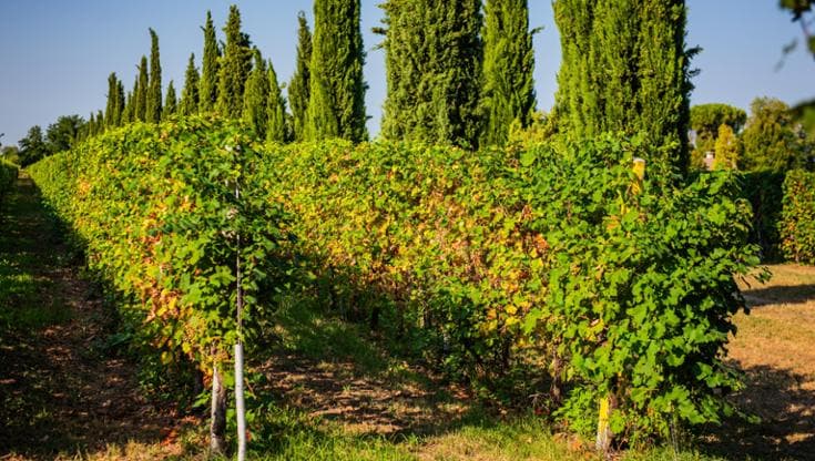 I ragazzi che restaurano i vigneti abbandonati che i vignaioli anziani non riescono più a coltivare