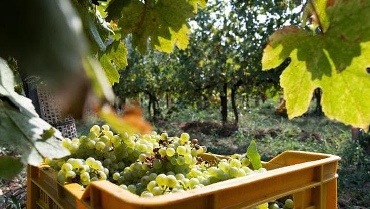 Dai vigneti fino a 10 anni fa abbandonati, ecco i Franciacorta che stupiscono e conquistano