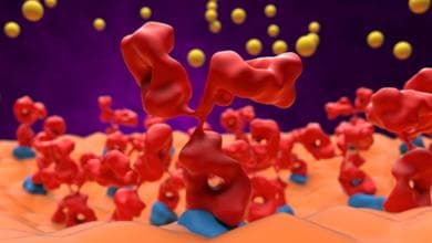 Miastenia gravis: uno studio per andare oltre i sintomi fisici