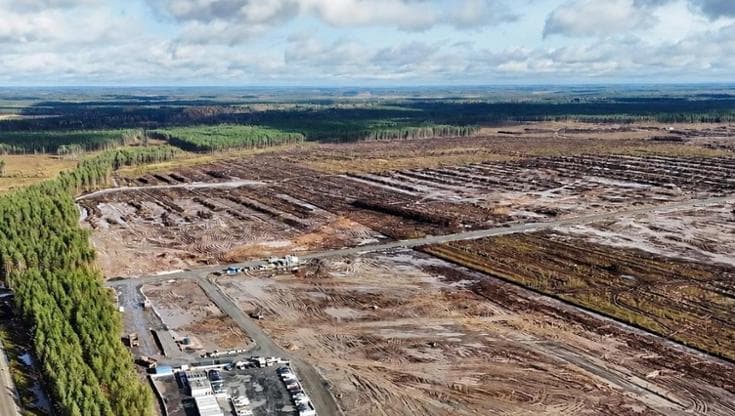 Google abbatte illegalmente oltre 250mila alberi in Finlandia
