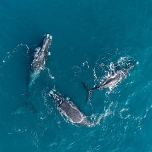 Ondate di calore marine: così le megattere rischiano di riprodursi meno
