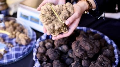 I sapori dell’autunno, dal tartufo del Pollino a quello delle Marche