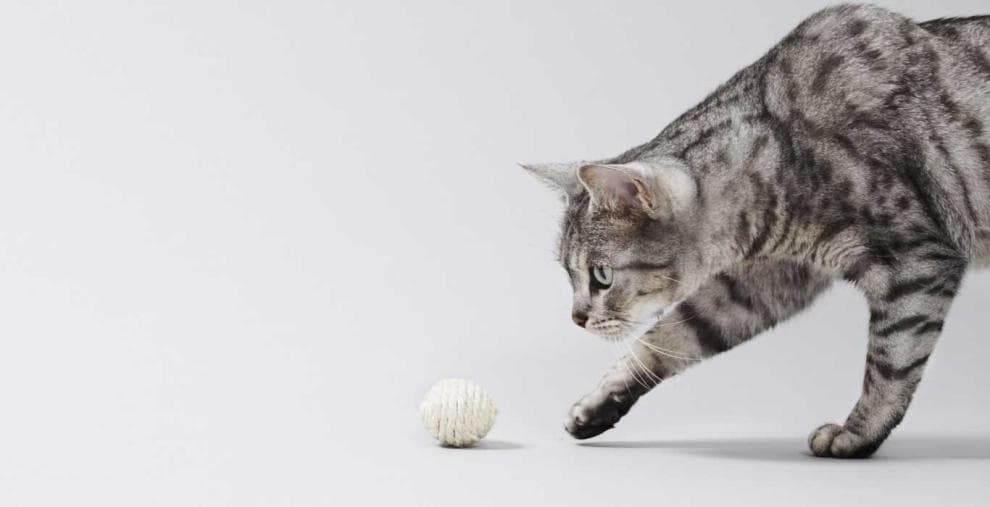 Felino Noto Anche Col Nome Di Gattopardo