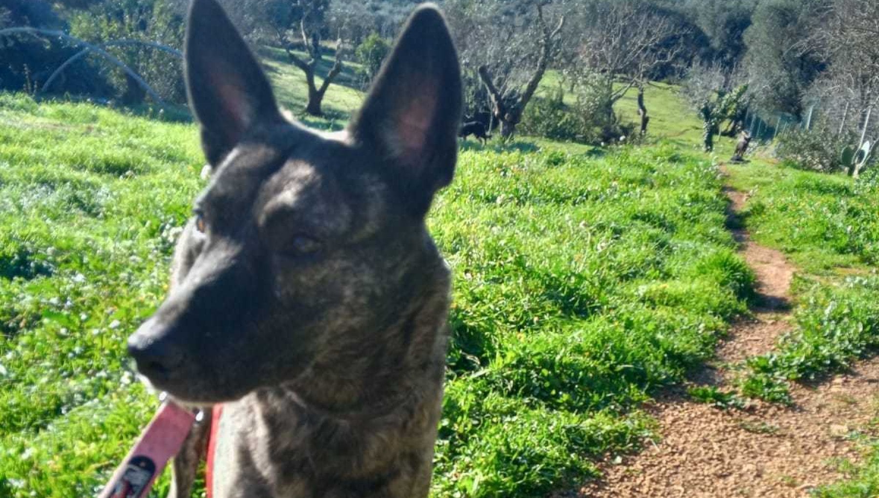 Il suo padrone era morto da 15 giorni, la cagnetta lo veglia e dà l ...